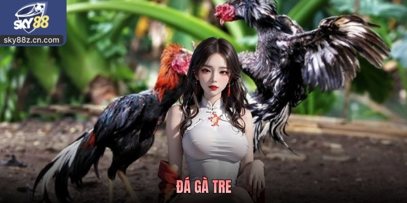 Đá Gà Tre - Cách Theo Dõi Nhanh Kiểu Chọi Truyền Thống