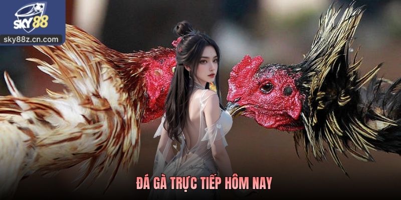 Đá Gà Trực Tiếp Hôm Nay - Cách Theo Dõi Các Loại Hình Chọi