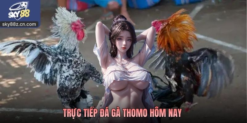 Trực Tiếp Đá Gà Thomo Hôm Nay - Hướng Dẫn Xem Live